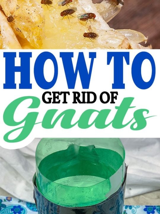How To Get Rid Of Gnats and Fruit Flies