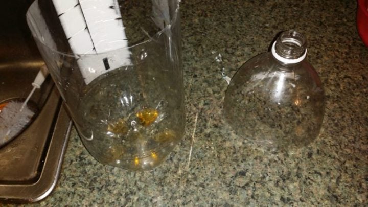 How To Get Rid Of Gnats